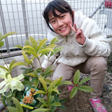 兵庫県芦屋市キンモクセイの植樹風景