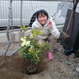 兵庫県芦屋市キンモクセイの植樹風景