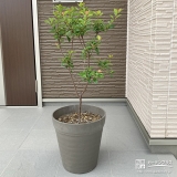 記念樹のヒメシャリンバイ
