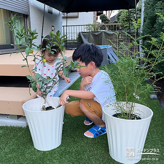 記念樹キンカン・シマトネリコの植樹の様子