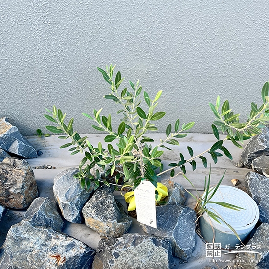 植樹した記念樹のオリーブ