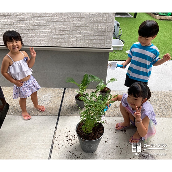 記念樹ソテツ・シマトネリコの植樹の様子