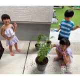 記念樹ソテツ・シマトネリコの植樹の様子