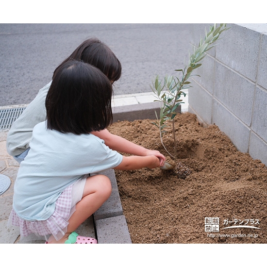 記念樹オリーブの植樹の様子