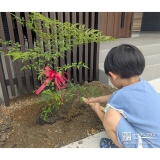 記念樹ナンテンの植樹の様子