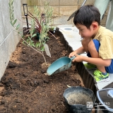 記念樹オリーブの植樹の様子
