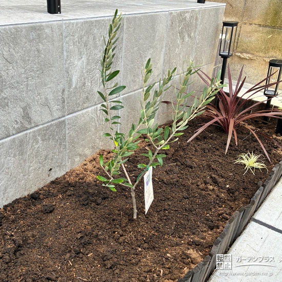 お庭に植樹した記念樹オリーブ