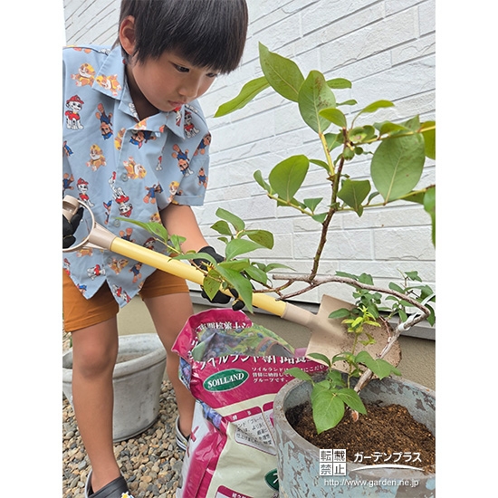 記念樹ブルーベリーの植樹の様子①