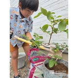記念樹ブルーベリーの植樹の様子①