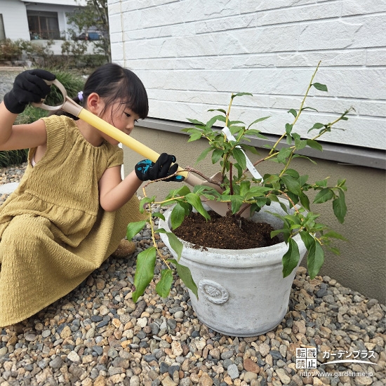 記念樹ブルーベリーの植樹の様子②