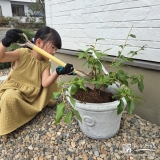 記念樹ブルーベリーの植樹の様子②