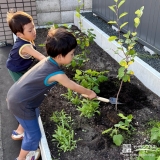 記念樹ジューンベリーの植樹の様子