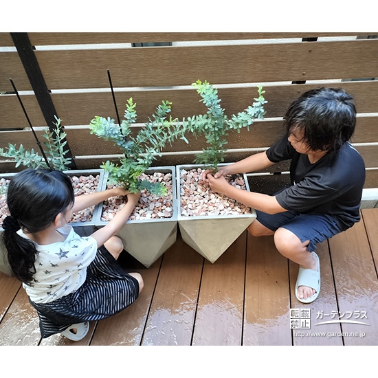 記念樹ミモザの植樹の様子