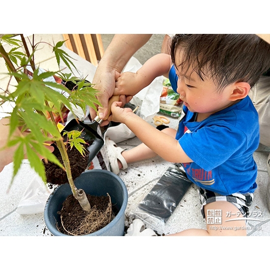 記念樹もみじ（カエデ）植樹の様子