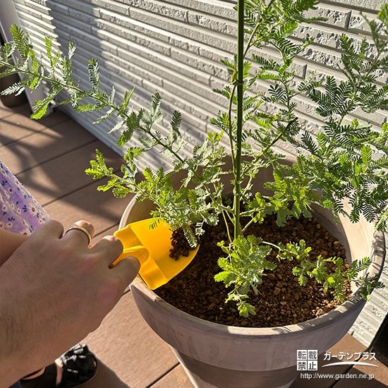 記念樹ミモザの植樹の様子②