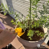 記念樹ミモザの植樹の様子②