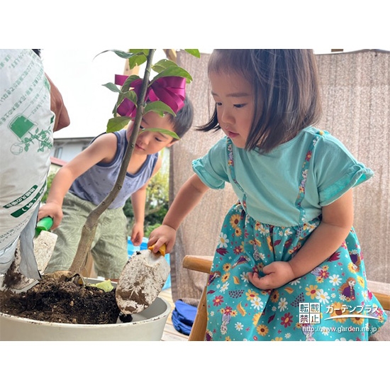 記念樹レモンの植樹の様子