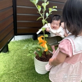 記念樹ブルーベリーの植樹の様子