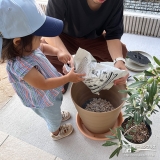 記念樹オリーブの植樹の様子