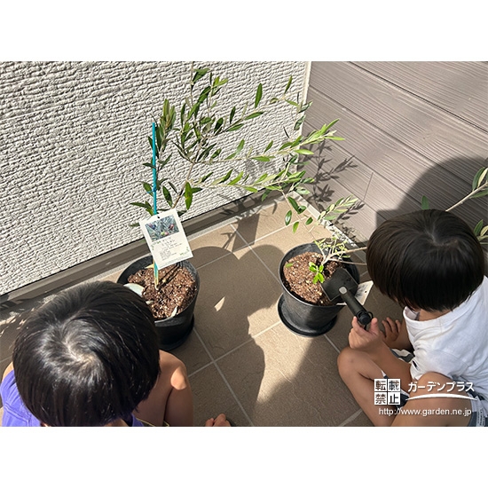 記念樹オリーブの植樹の様子