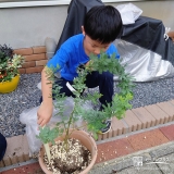 記念樹ミモザの植樹の様子