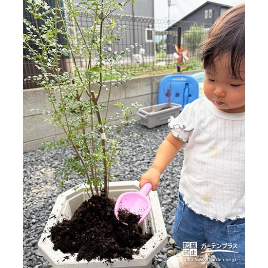 記念樹シマトネリコの植樹の様子