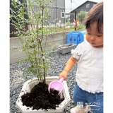 記念樹シマトネリコの植樹の様子