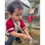 記念樹ミモザの植樹の様子