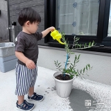 記念樹オリーブに水やりをする様子