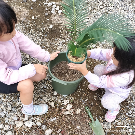 記念樹ソテツの植樹の様子