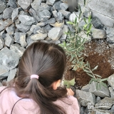 記念樹オリーブの植樹の様子