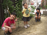 兵庫県三田市レモンとユズとアルプス乙女の植樹風景