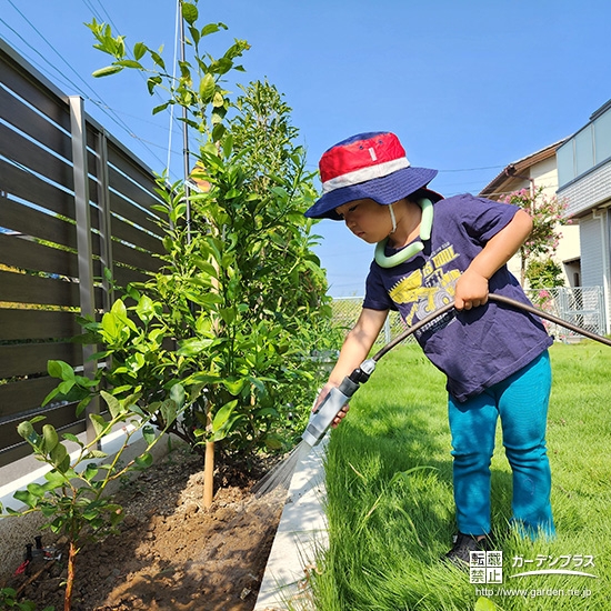 記念樹ブルーベリーに水やりをする様子