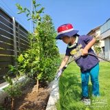 記念樹ブルーベリーに水やりをする様子