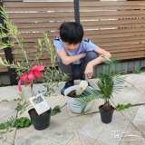 記念樹オリーブ・ソテツの植樹の様子