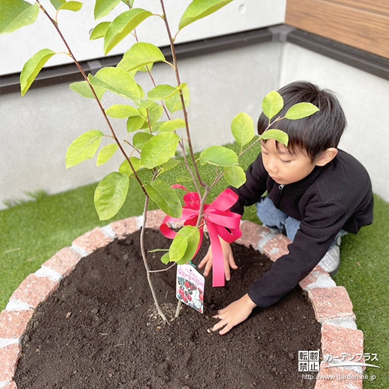 記念樹ジューンベリーの植樹の様子