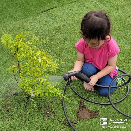 記念樹ユキヤナギに水やりをする様子