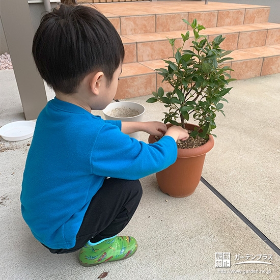 記念樹ビバーナムティヌスの植樹の様子
