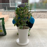 ビバーナムティヌスと記念撮影