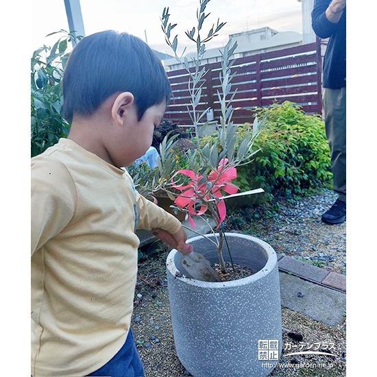 記念樹オリーブの植樹の様子