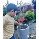 記念樹オリーブの植樹の様子