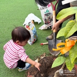 記念樹レモンの植樹の様子