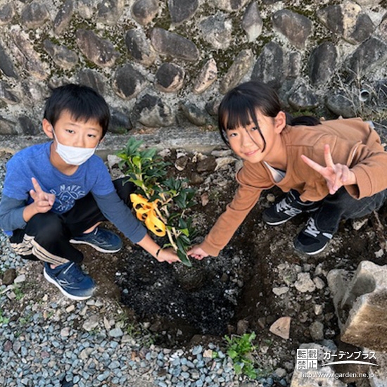記念樹キンモクセイの植樹の様子
