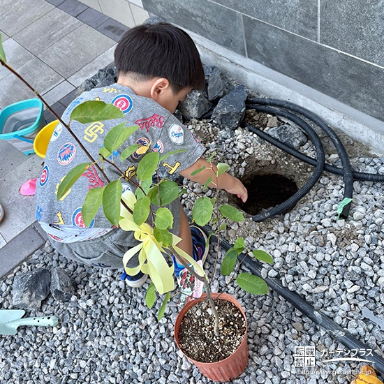 記念樹ジューンベリ―の植樹の様子①