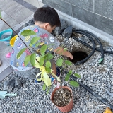 記念樹ジューンベリ―の植樹の様子①