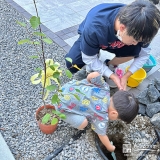 記念樹ジューンベリ―の植樹の様子②