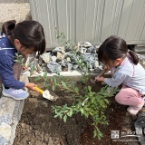 記念樹コデマリの植樹の様子