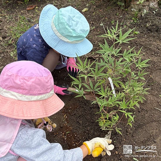 記念樹セイヨウニンジンボクの植樹の様子