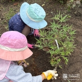 記念樹セイヨウニンジンボクの植樹の様子