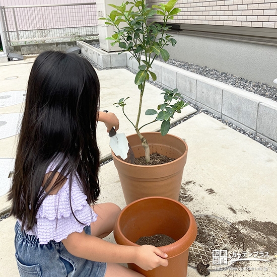記念樹キンカンの植樹の様子